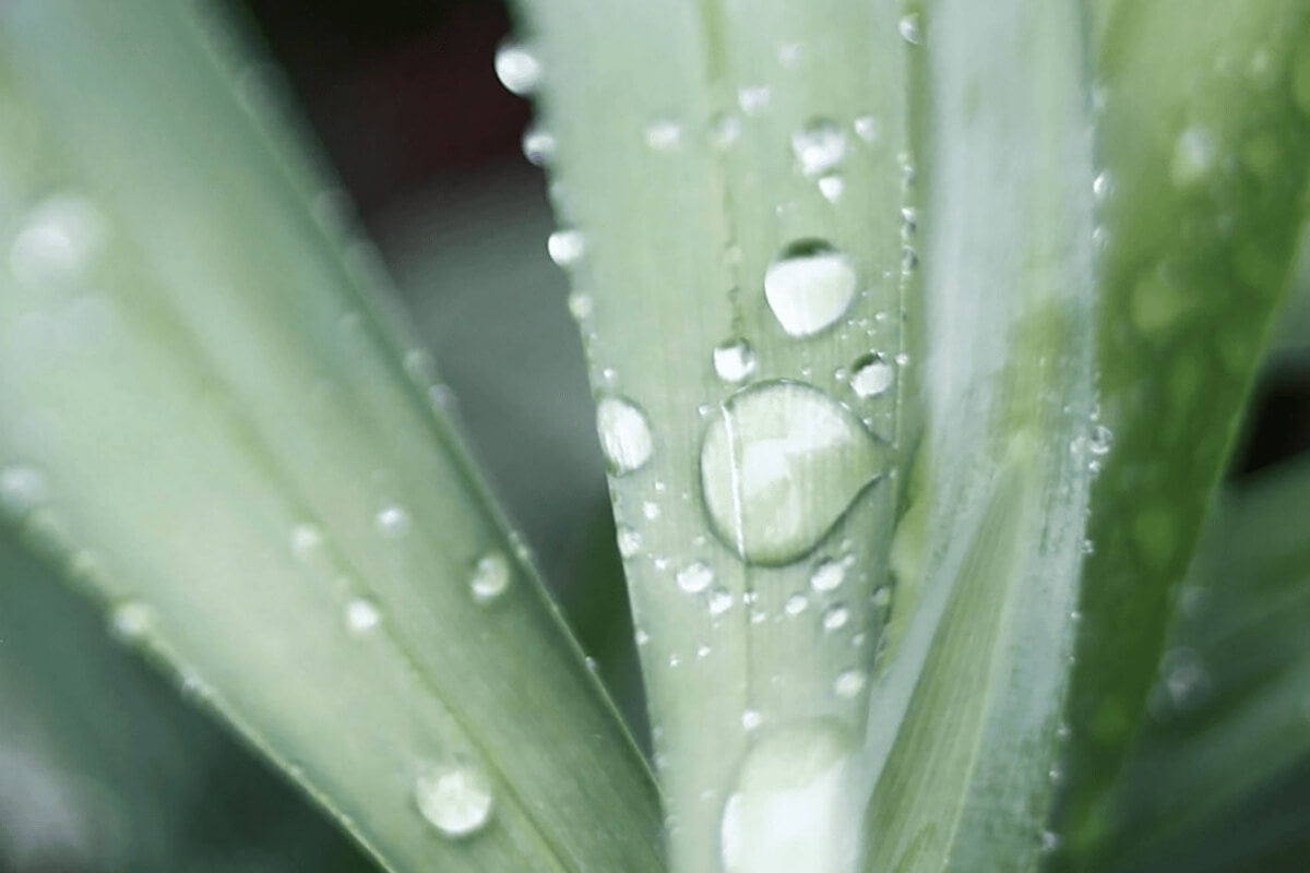agave poster Agave Print – Hesby main image 1