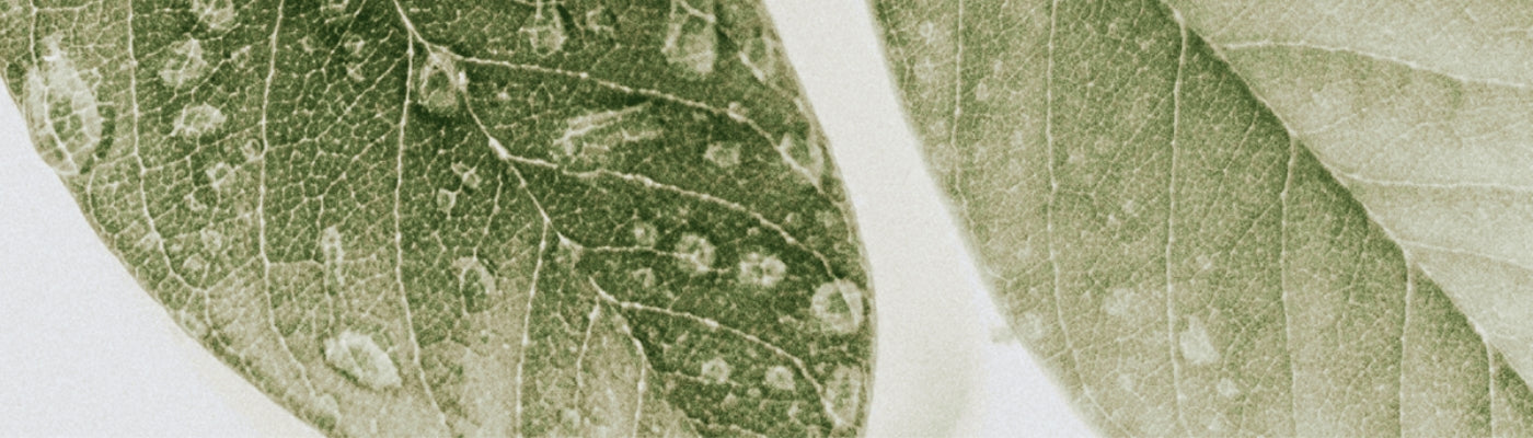 Natürlichkeit ist ein wichtiger Faktor bei der Herstellung unserer Produkte. Deshalb kommen die natürlichen Inhaltsstoffe aus kontrolliert biologischem Anbau.